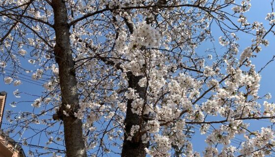 お花見に行ってきました♪