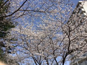 4月はやっぱりお花見🌸