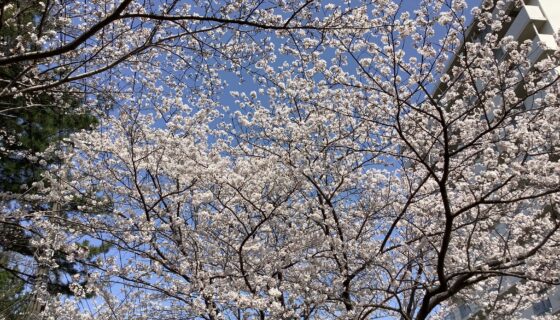 4月はやっぱりお花見🌸
